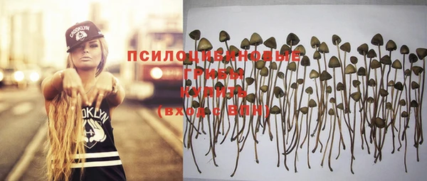 прущие грибы Карпинск
